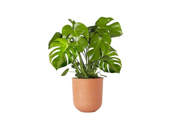 Monstera Plant